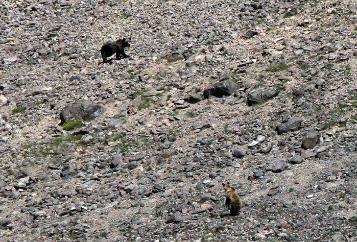 Grizzly Moth Site